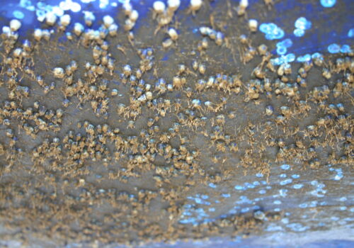 Zabezpieczenie antyporostowe łodzi z laminatu Zabezpieczenie antyporostowe łodzi z laminatu